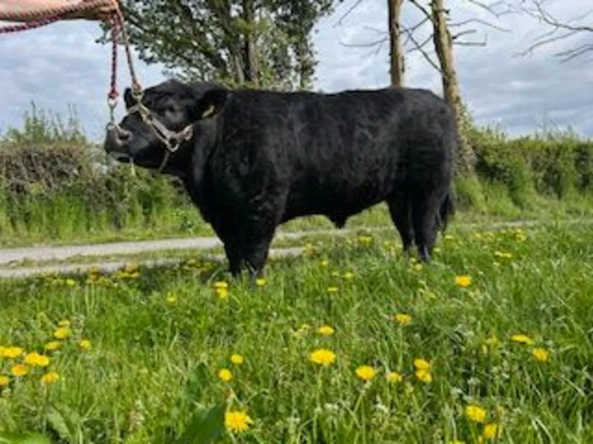 Pedigree Angus Bull - Image 1