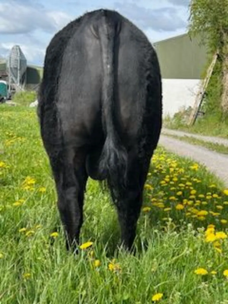 Pedigree Angus Bull - Image 2