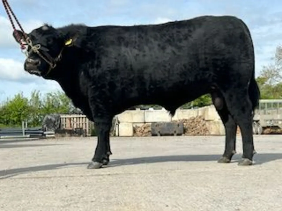 Pedigree Angus Bull - Image 3