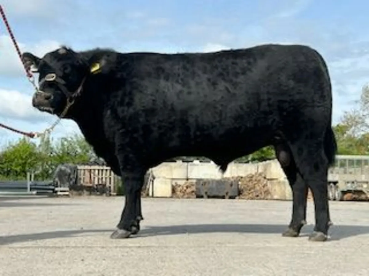Pedigree Angus Bull - Image 4