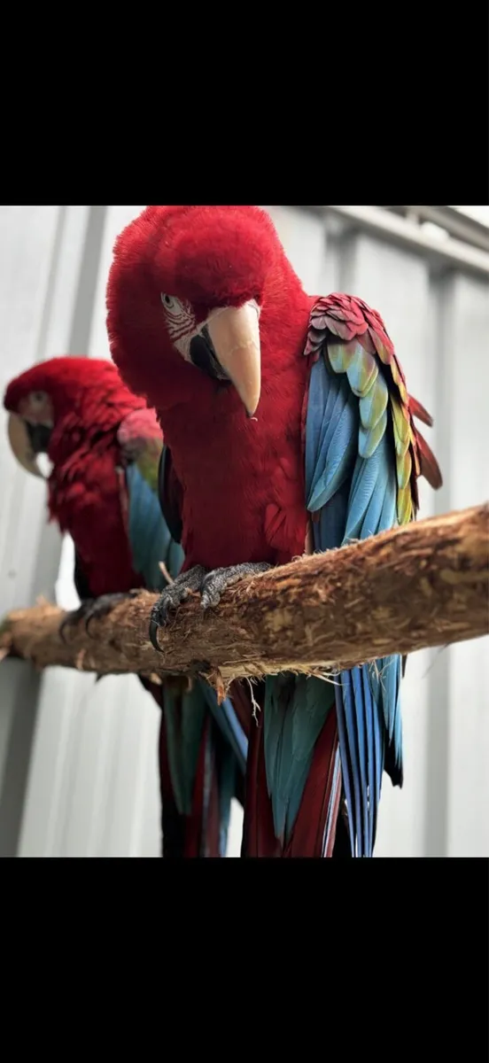 Green wing Macaws breeding pair - Image 2