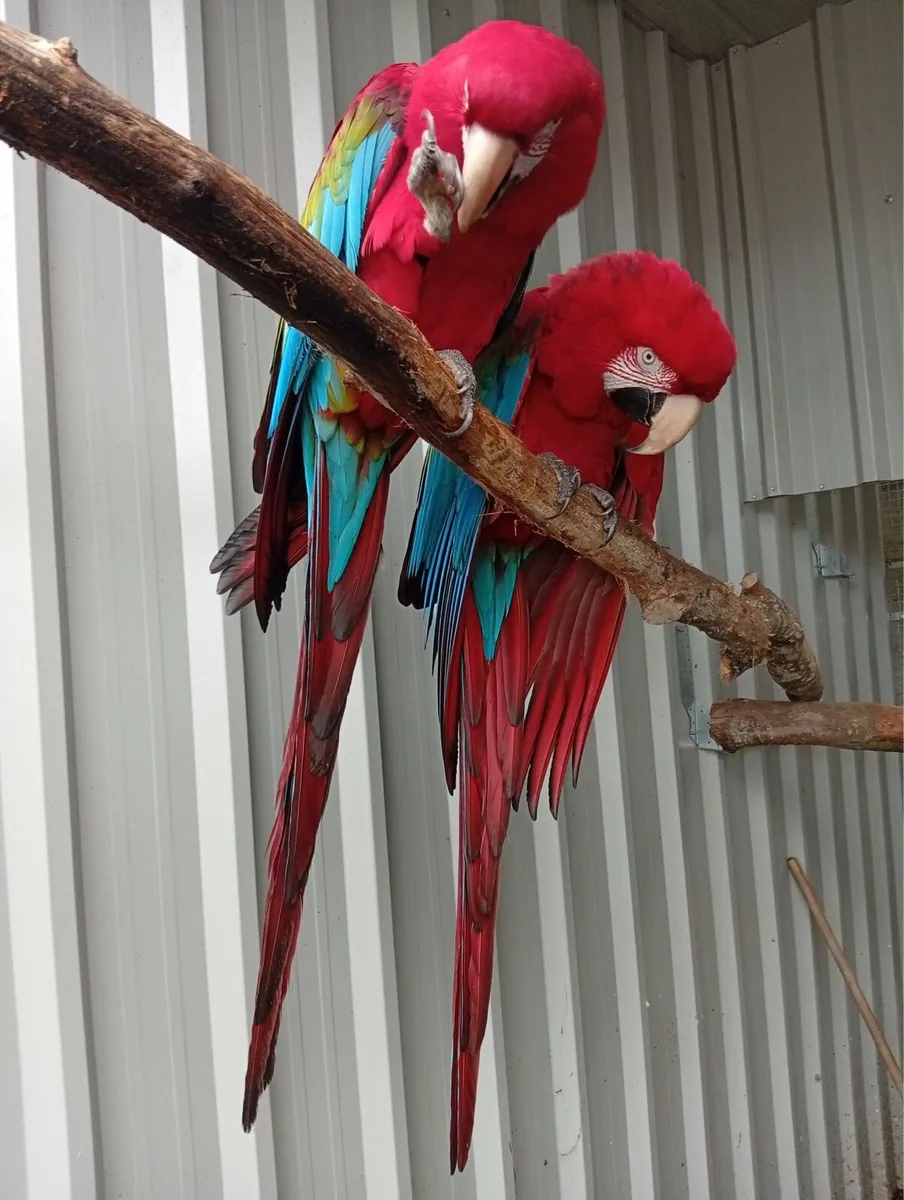 Green wing Macaws breeding pair - Image 1