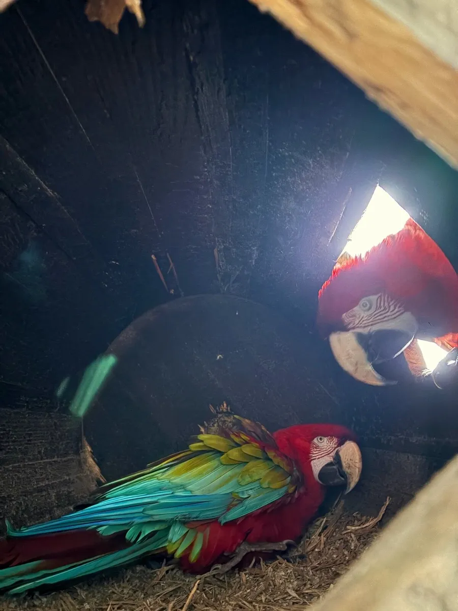 Green wing Macaws breeding pair - Image 3