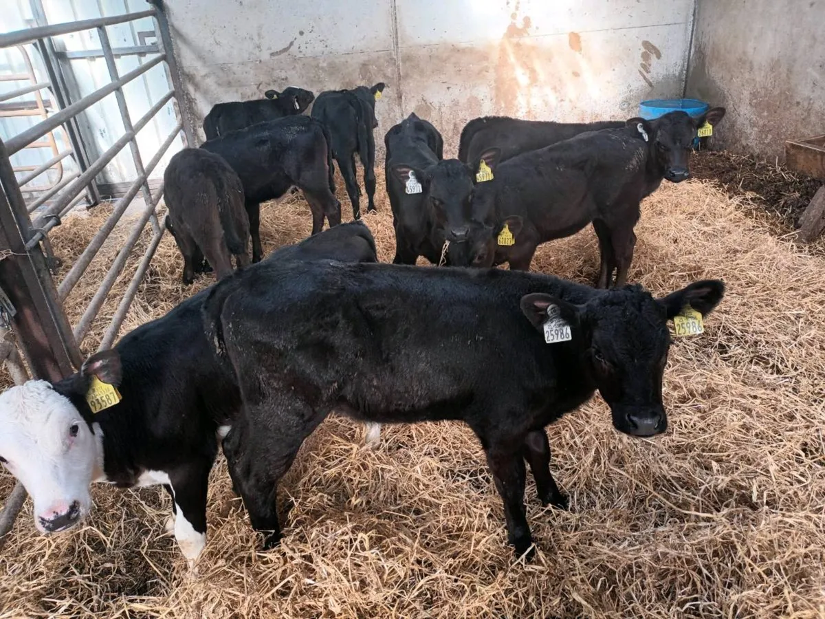 10 REARED HEIFER CALVES FOR SALE - Image 3