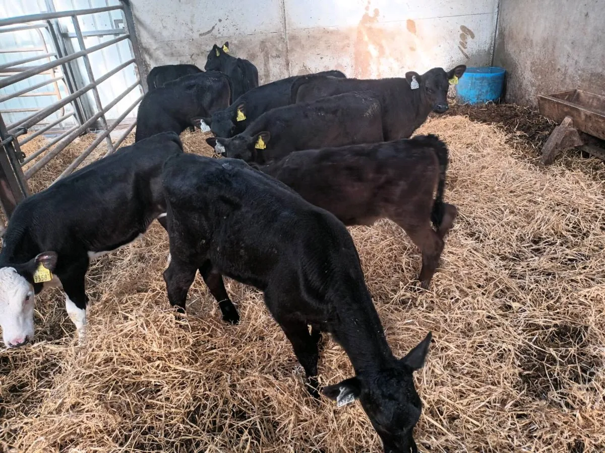 10 REARED HEIFER CALVES FOR SALE - Image 4