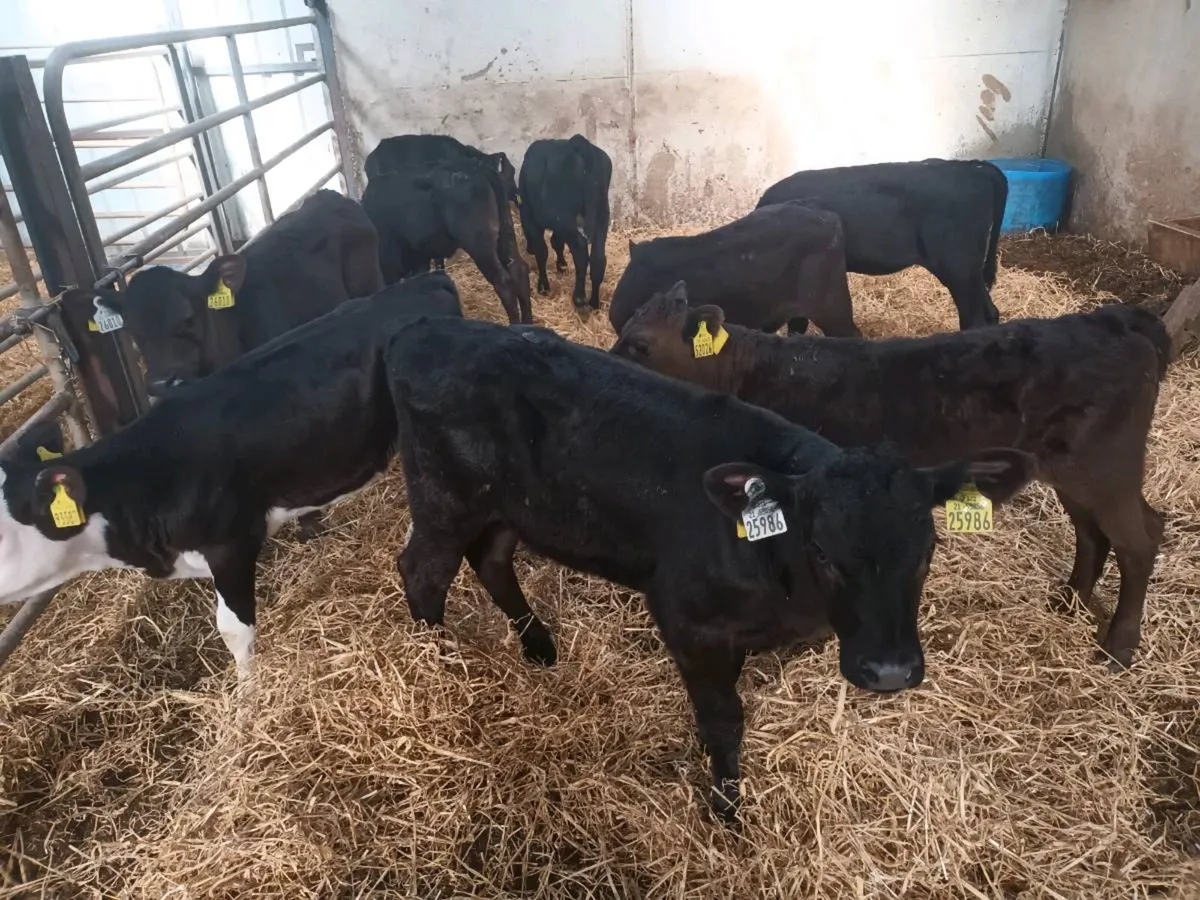 10 REARED HEIFER CALVES FOR SALE - Image 1