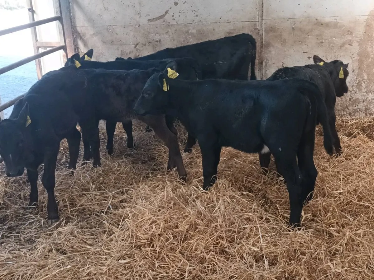 10 REARED HEIFER CALVES FOR SALE - Image 2