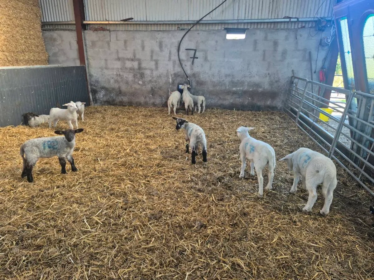 Weaned pet lambs - Image 2