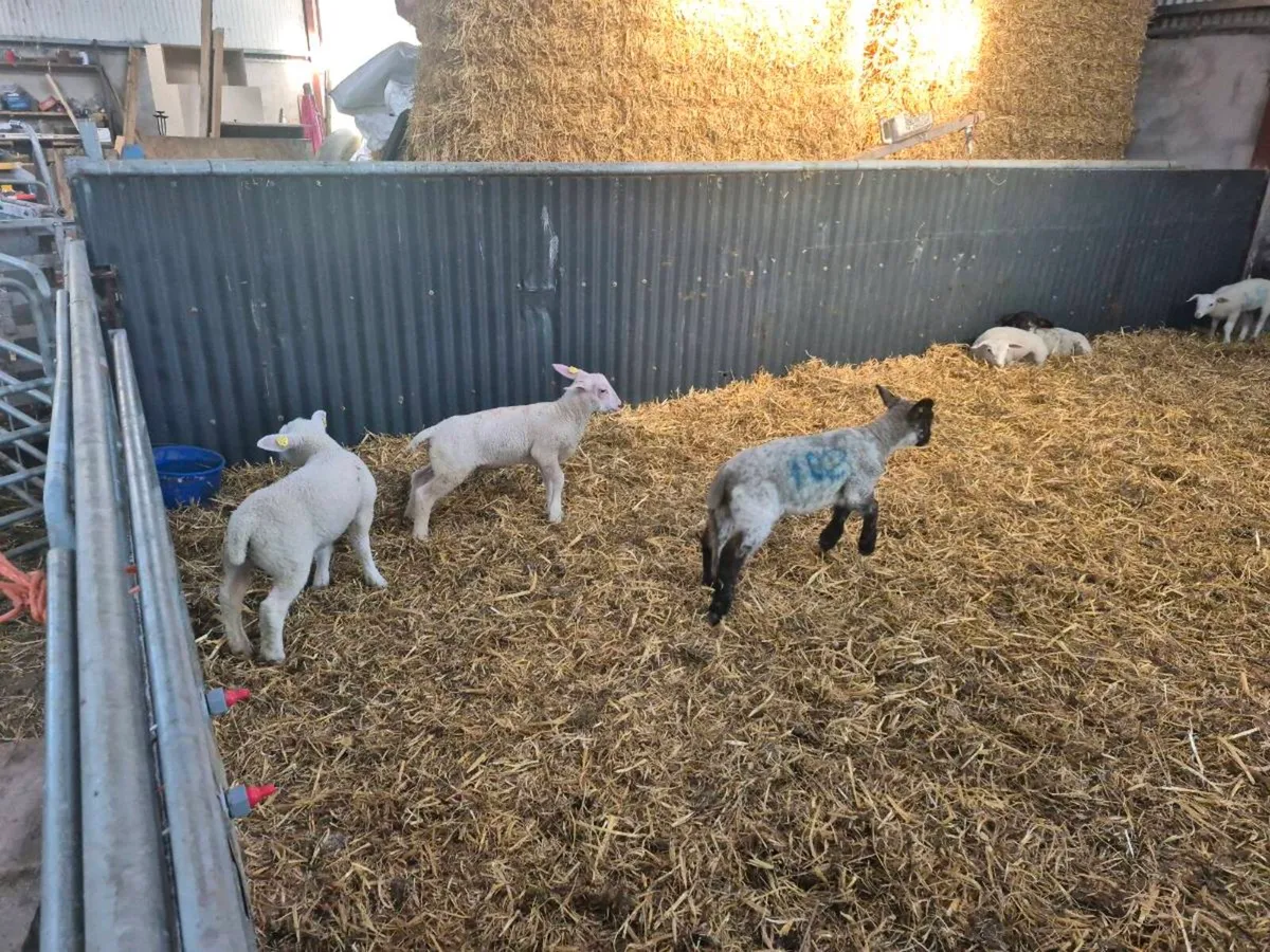 Weaned pet lambs - Image 3