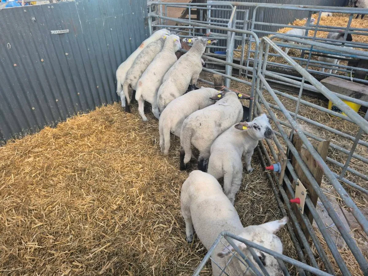 Weaned pet lambs - Image 1