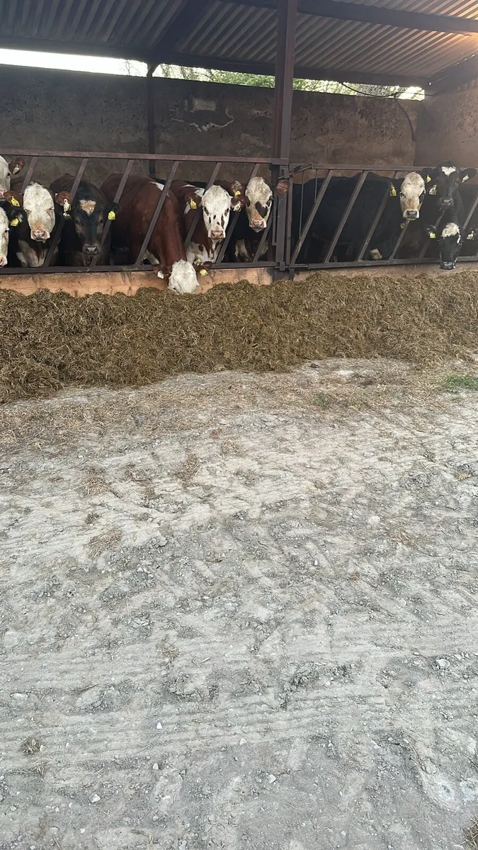 Hereford yearlings - Image 1