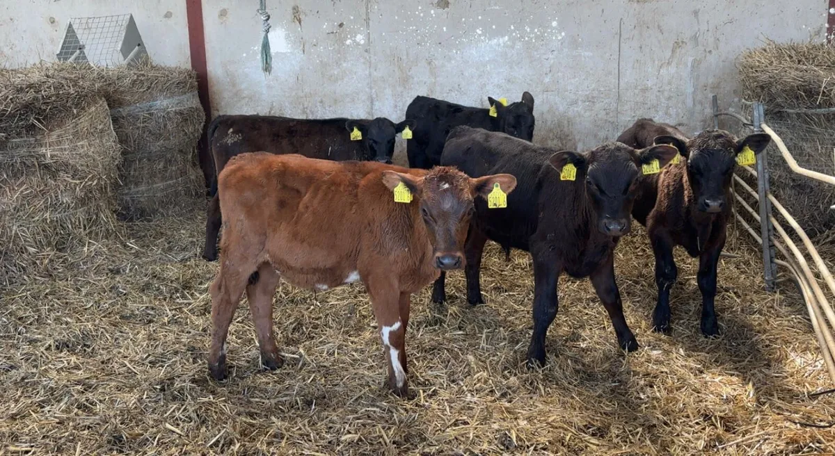 10 AA bull calves from 4 - 9 weeks old - Image 1