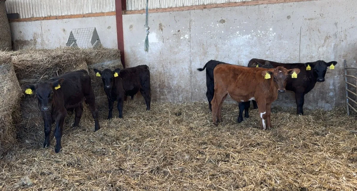 10 AA bull calves from 4 - 9 weeks old - Image 2