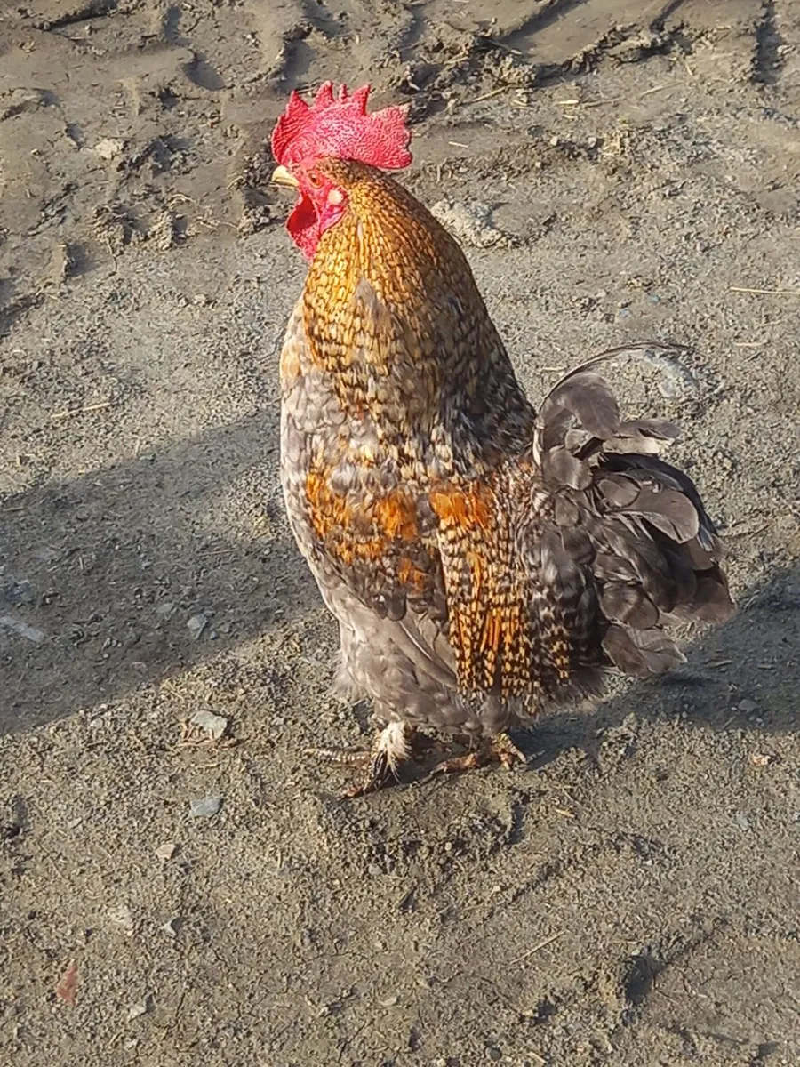 Chickens - Image 2