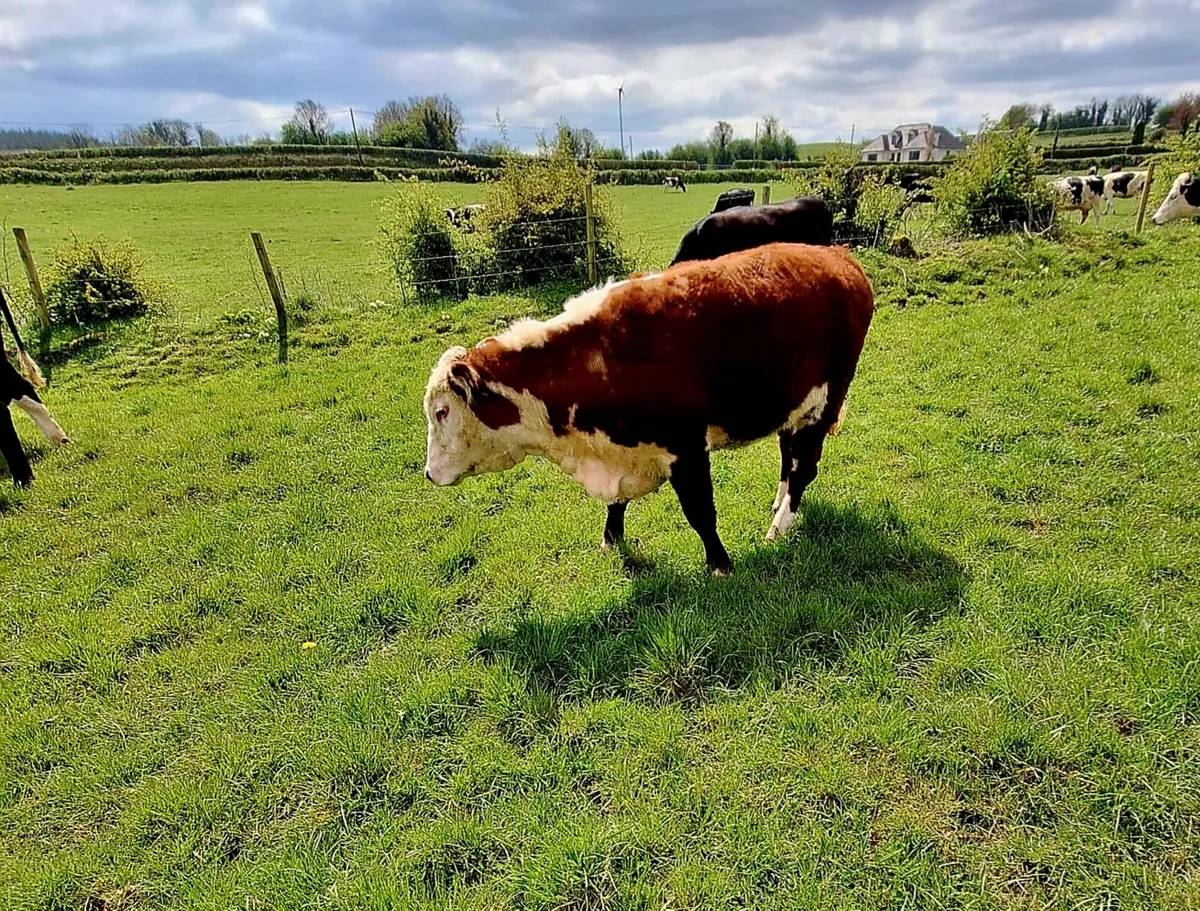 5⭐️Purebred Hereford Heifers - Image 3