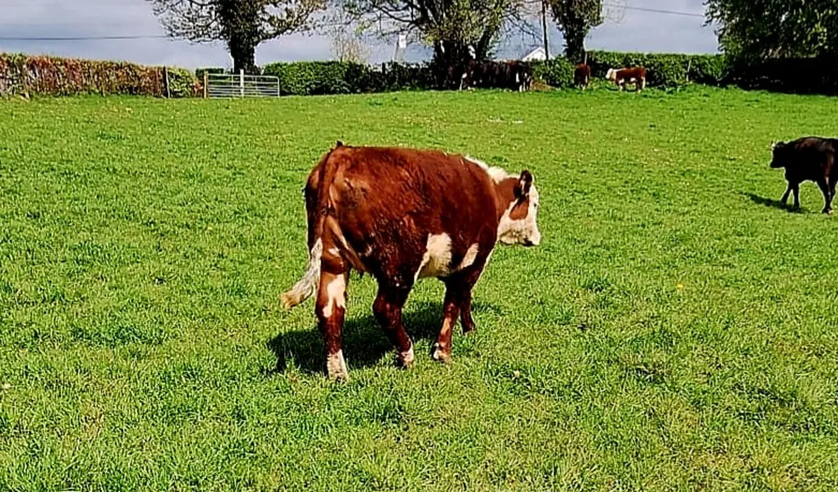 5⭐️Purebred Hereford Heifers - Image 4