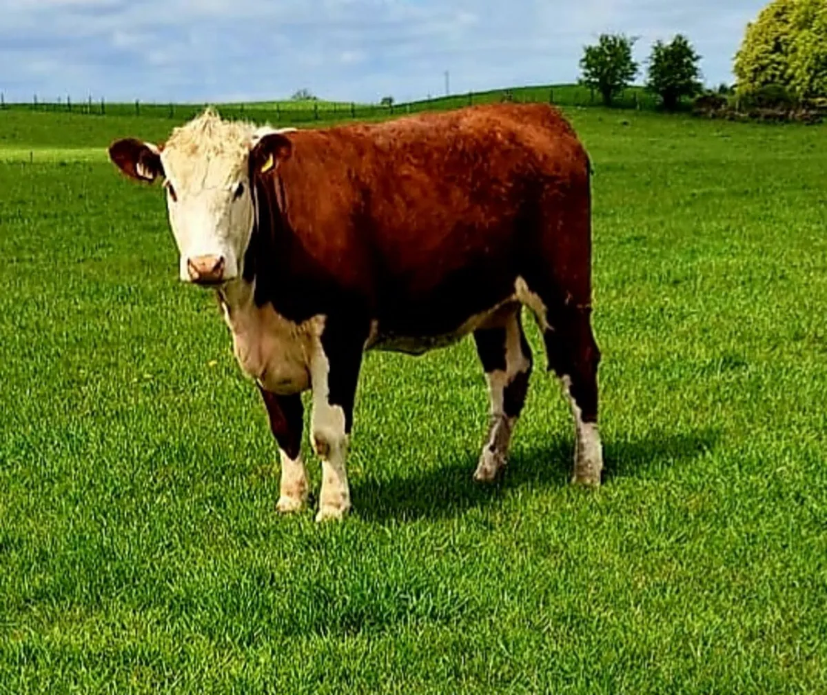 5⭐️Purebred Hereford Heifers - Image 1