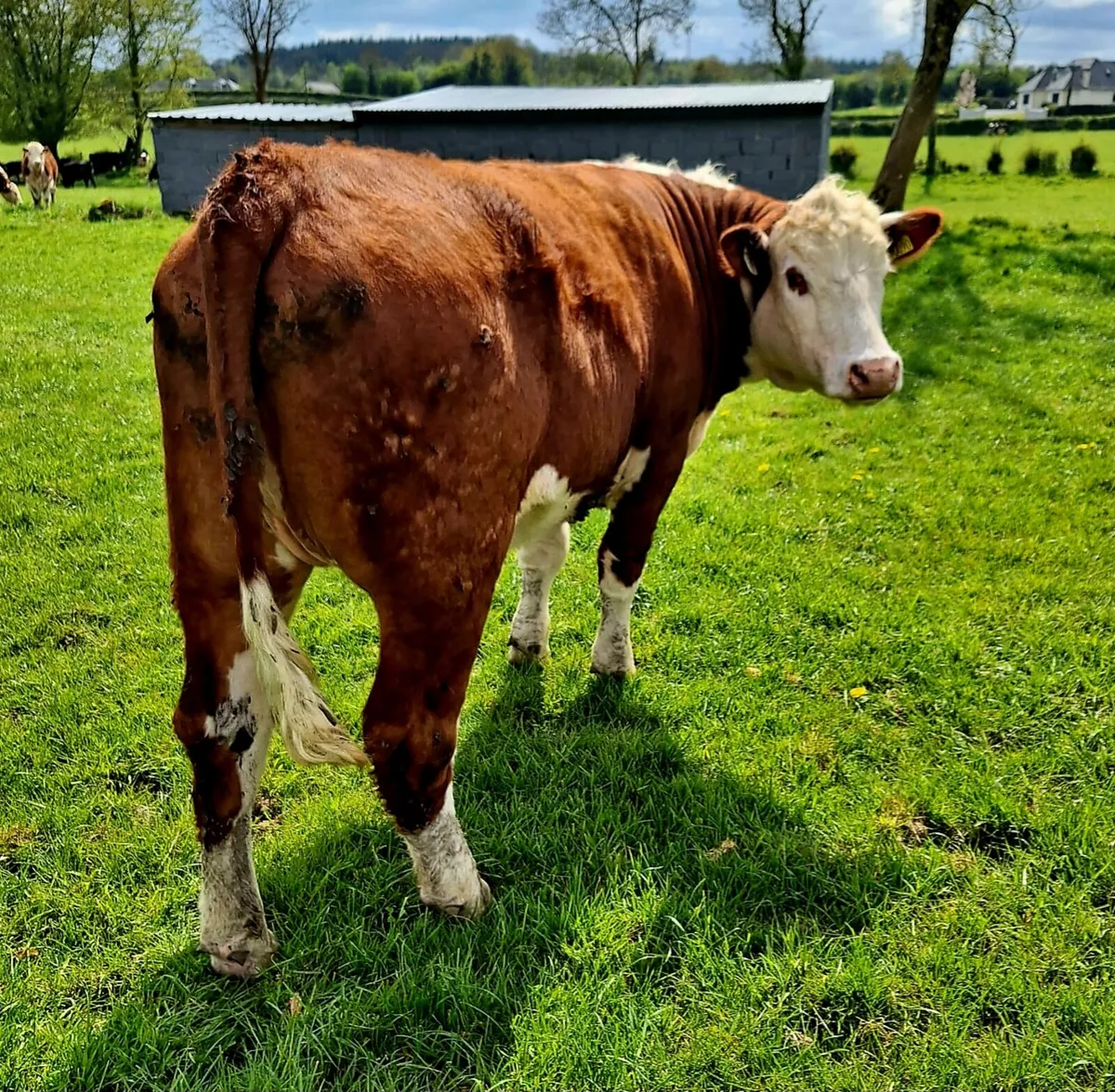 5⭐️Purebred Hereford Heifers - Image 2