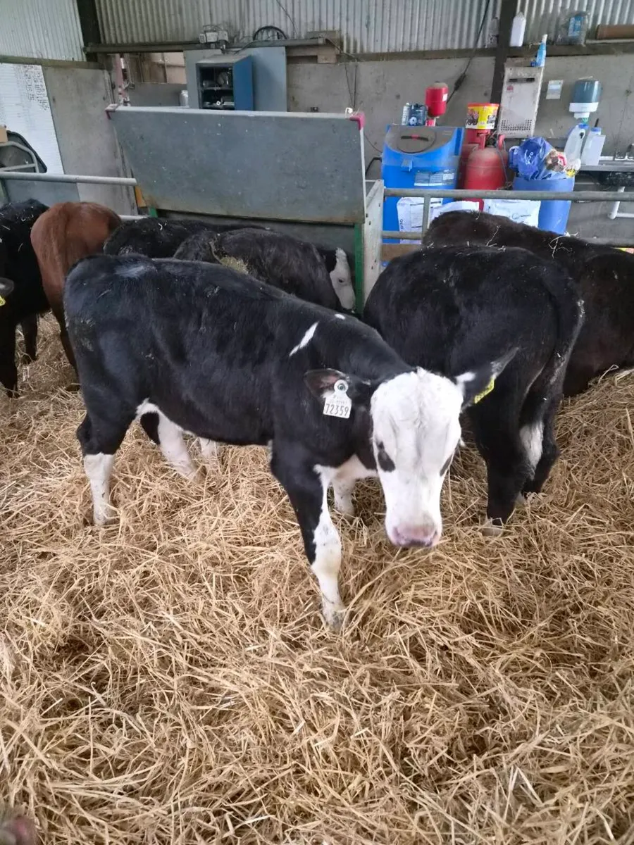 Calves - Image 1