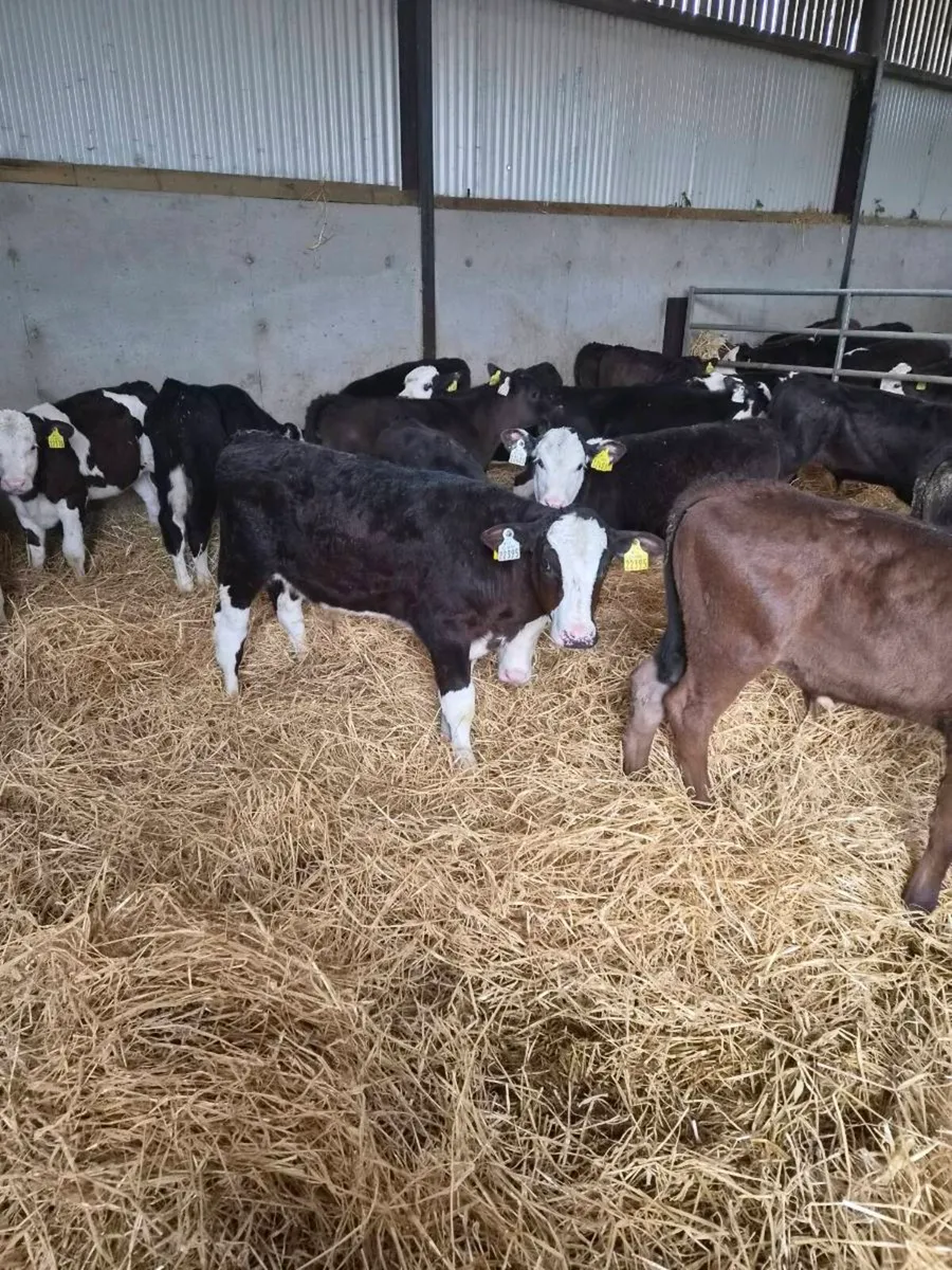 Calves - Image 2
