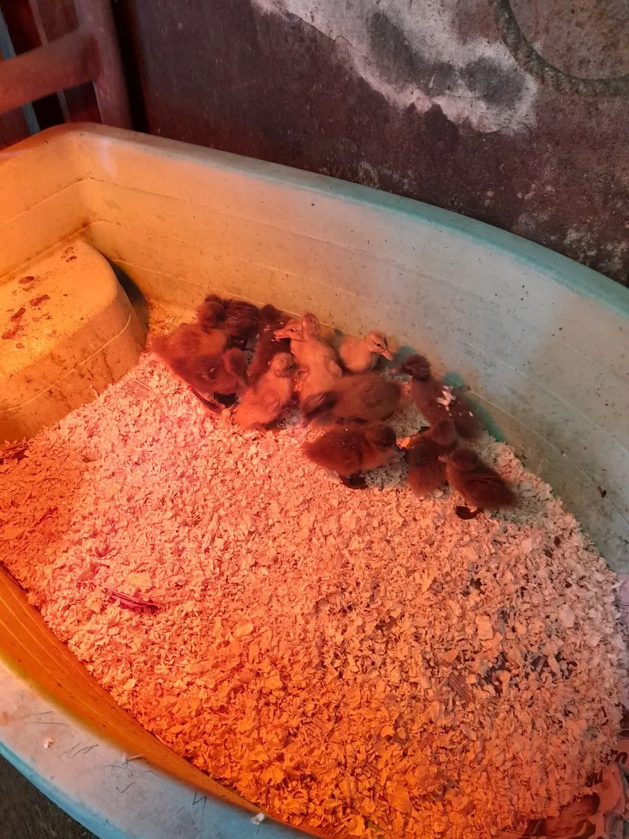 Saxony cross Khaki Campbell Ducklings - Image 1