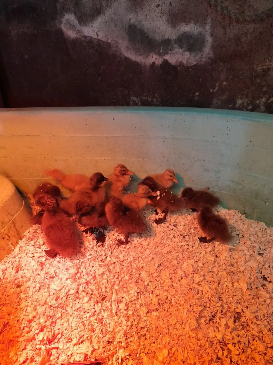 Saxony cross Khaki Campbell Ducklings - Image 2