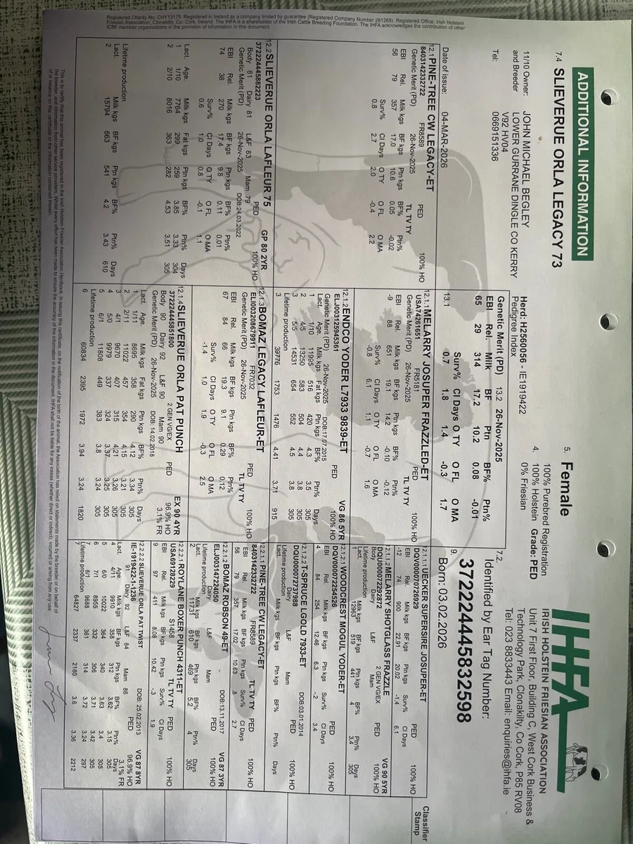 Seven Pedigree Registered Holstein Friesian Calves - Image 2