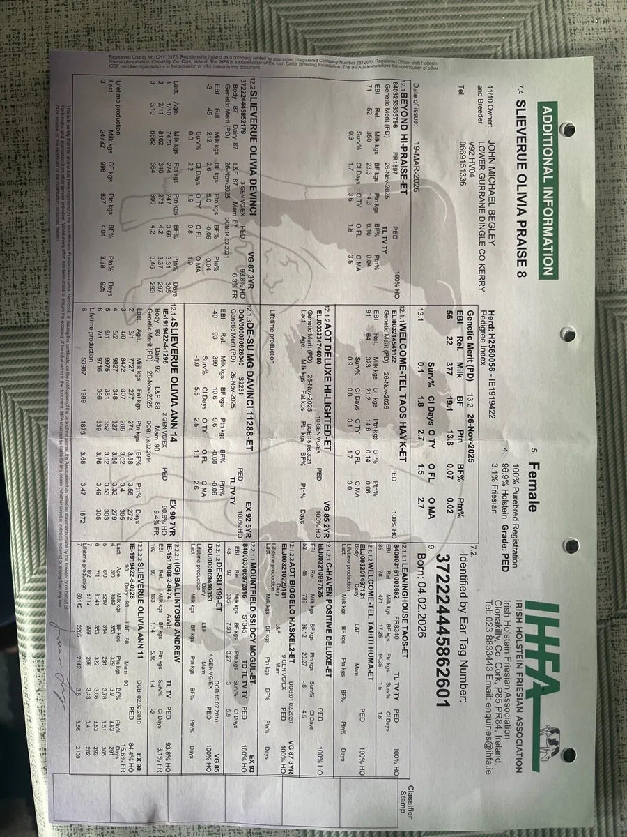 Seven Pedigree Registered Holstein Friesian Calves - Image 3