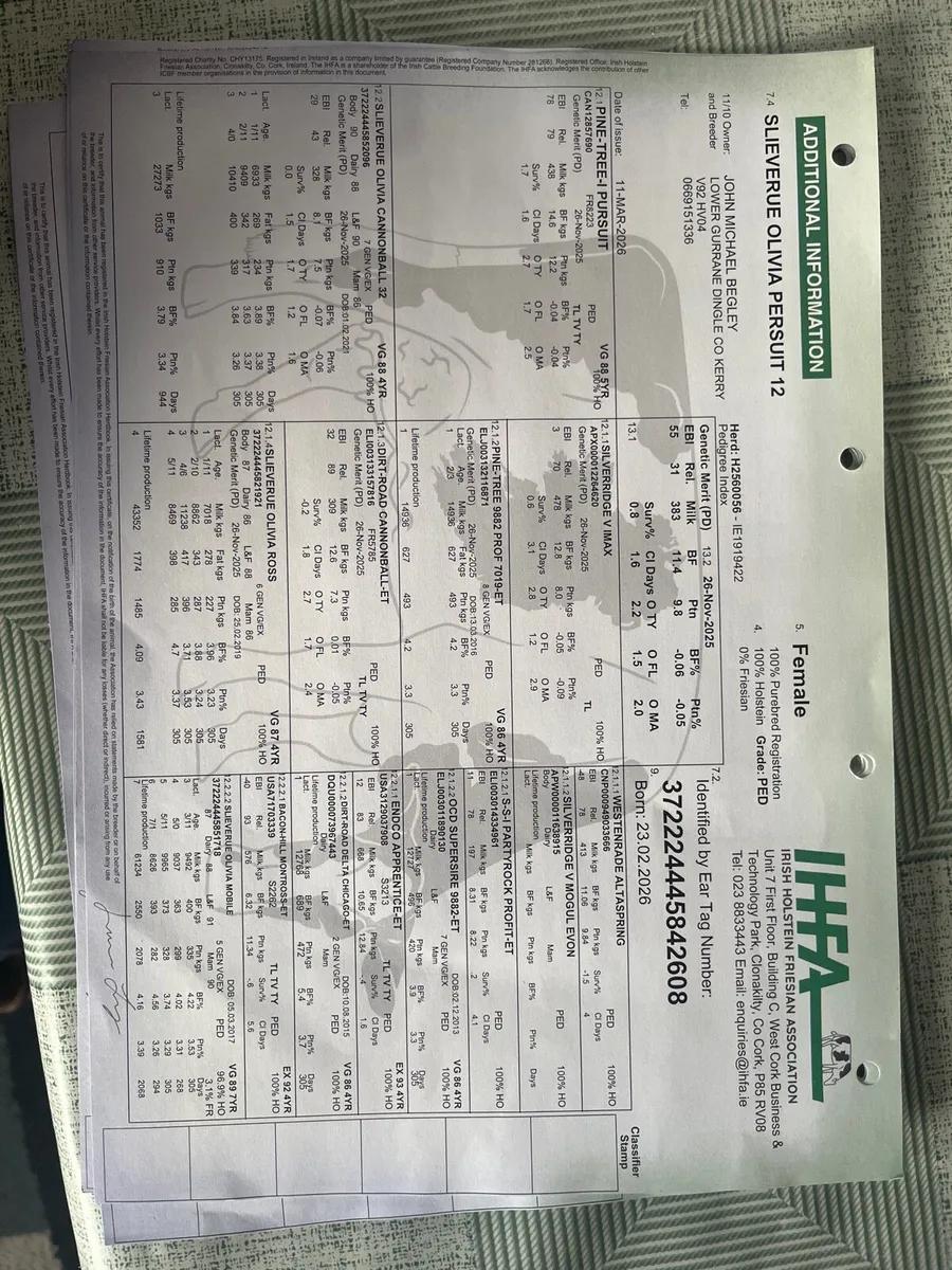 Seven Pedigree Registered Holstein Friesian Calves - Image 4