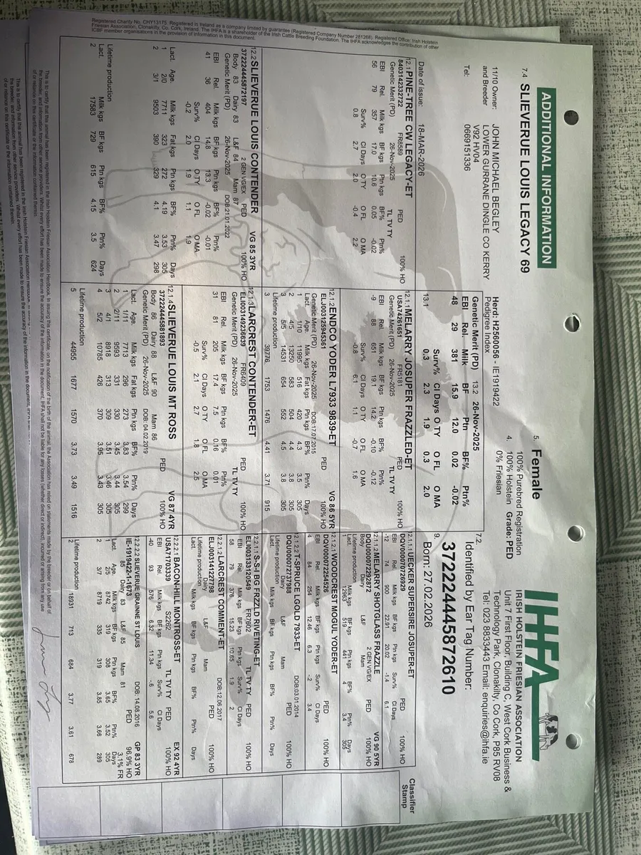 Six  Pedigree Registered Holstein Friesian Calves - Image 4