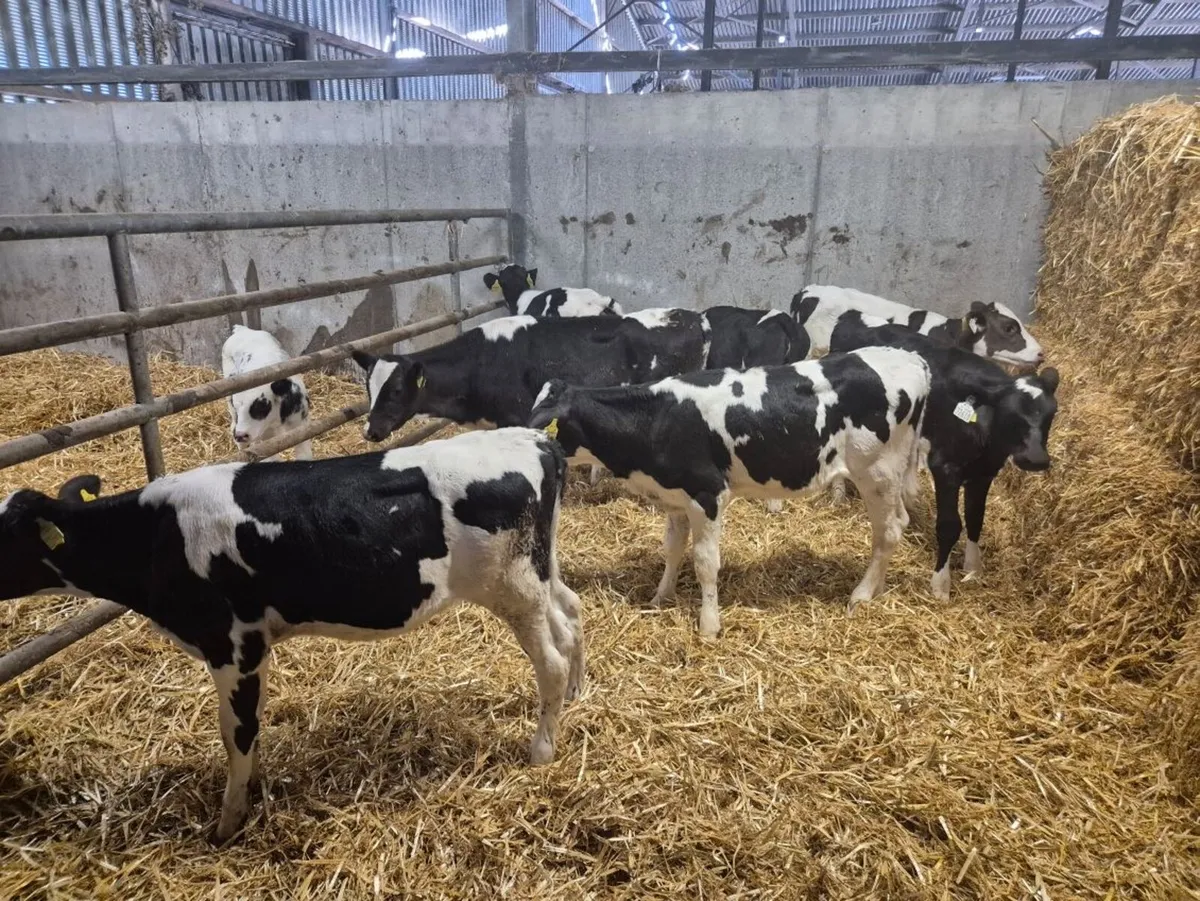 Seven Pedigree Registered Holstein Friesian Calves - Image 1