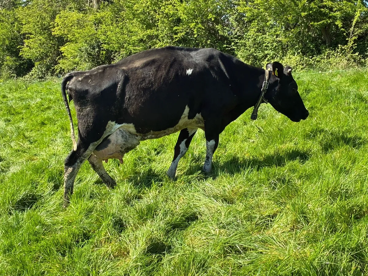 Cow to Rear Calves - Image 1