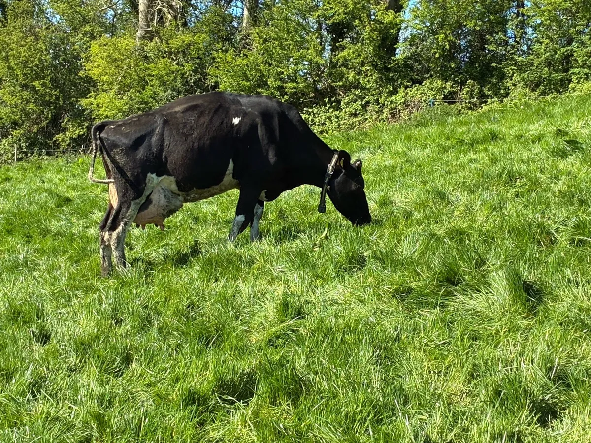 Cow to Rear Calves - Image 2