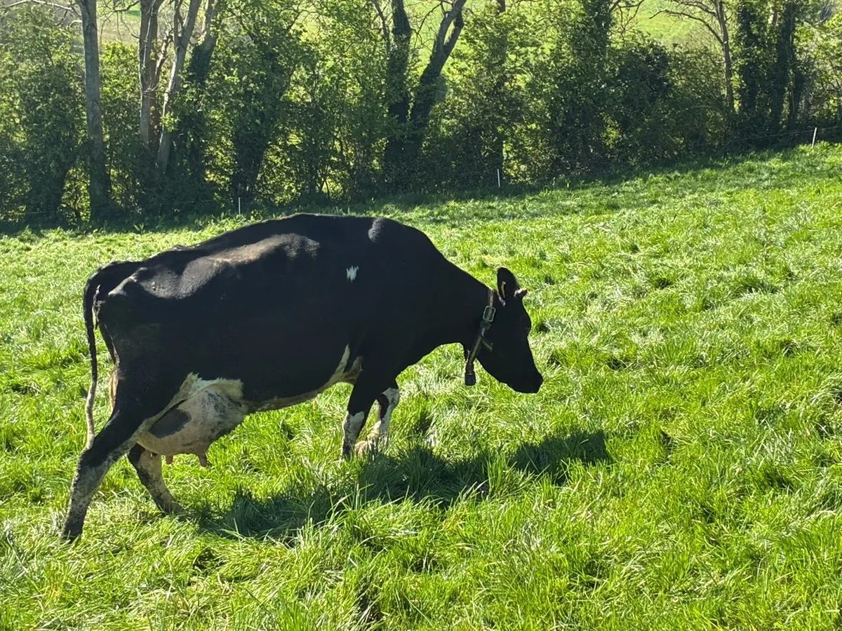 Cow to Rear Calves - Image 3