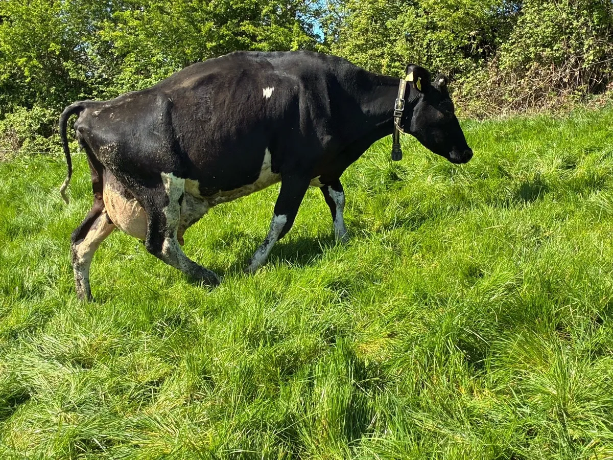 Cow to Rear Calves - Image 4