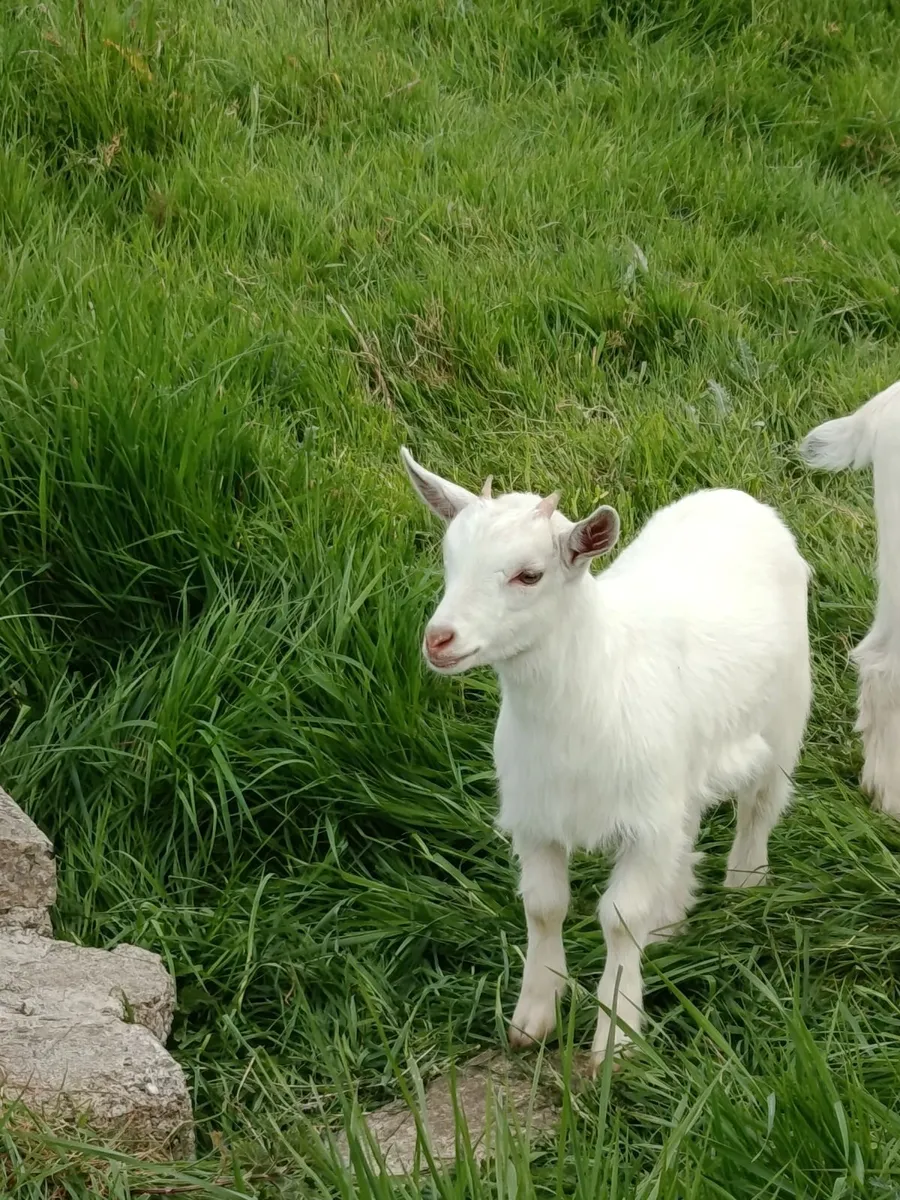 Kid goat - Image 1