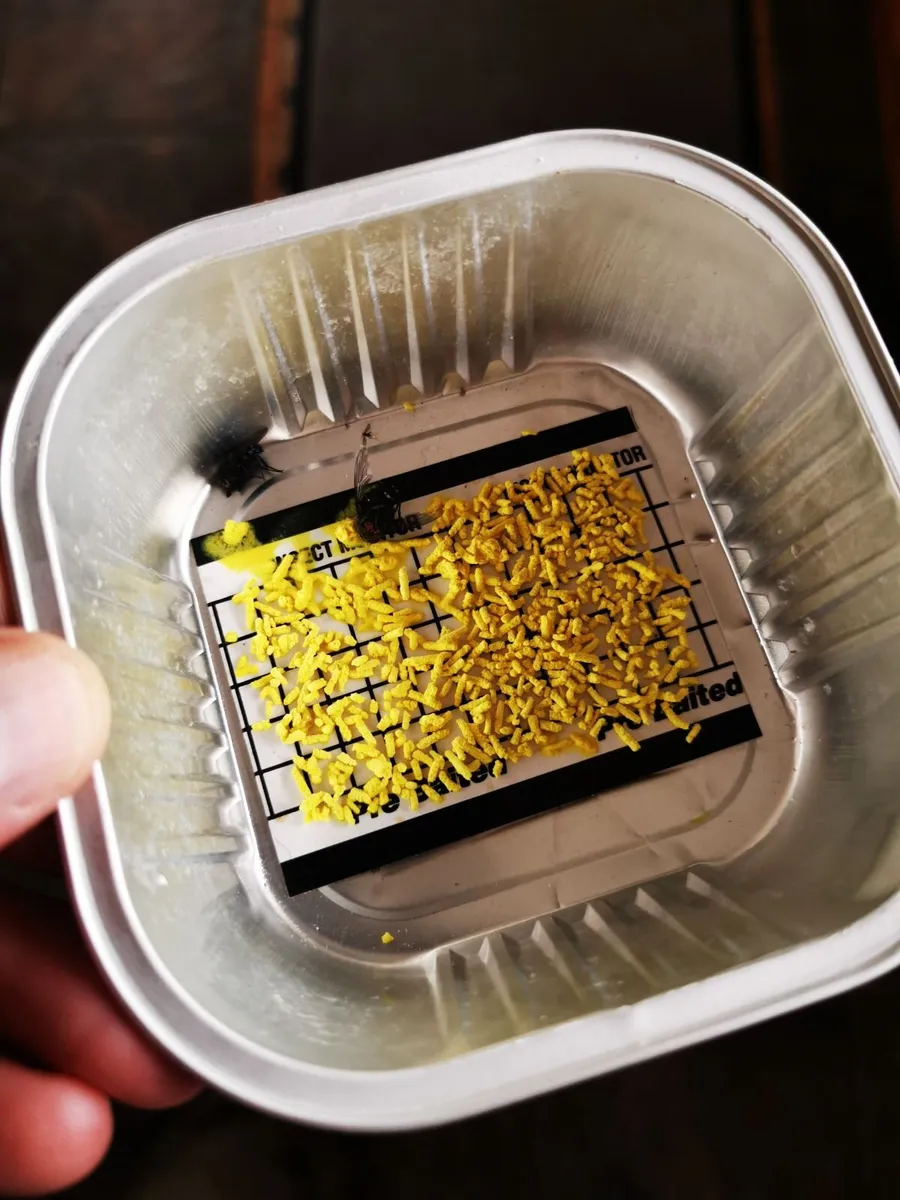 Sheila Granular Fly Bait 2Kg | Flies on Farm - Image 4