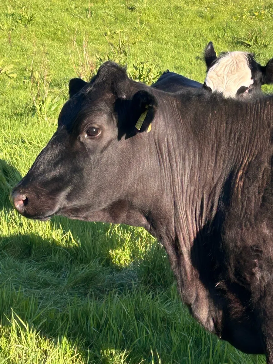 Springer Angus Heifer - Image 2