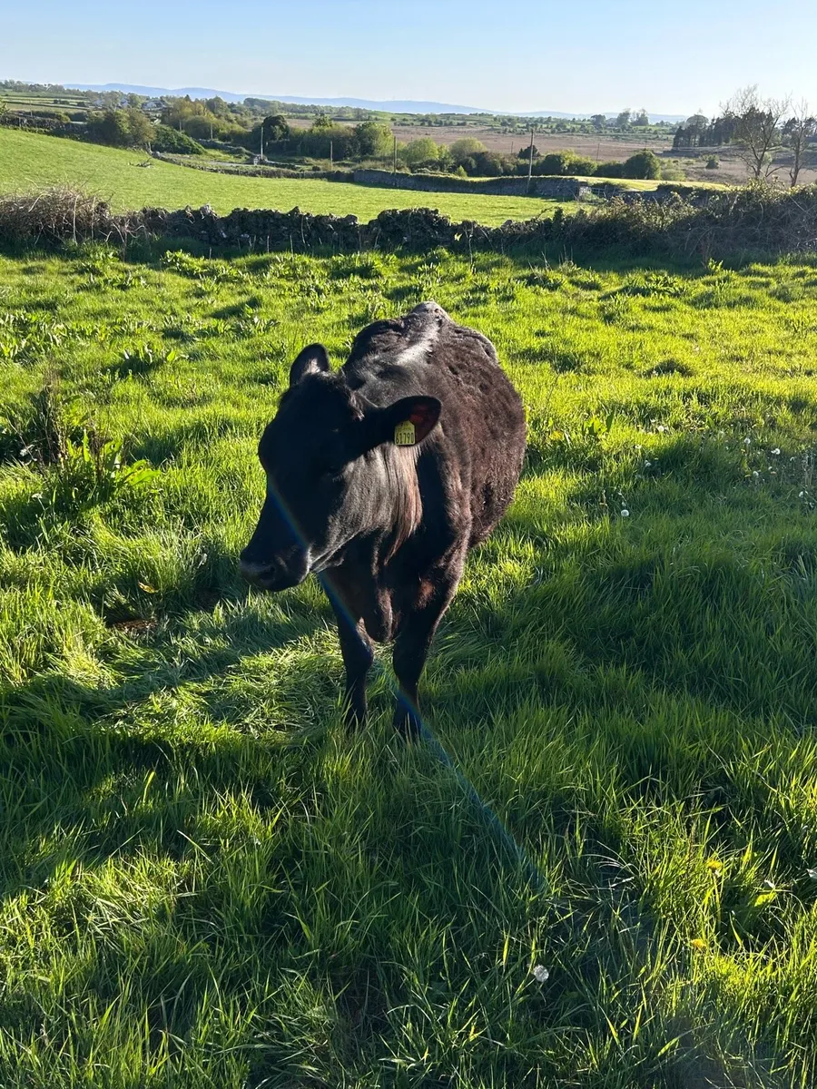 Springer Angus Heifer - Image 3