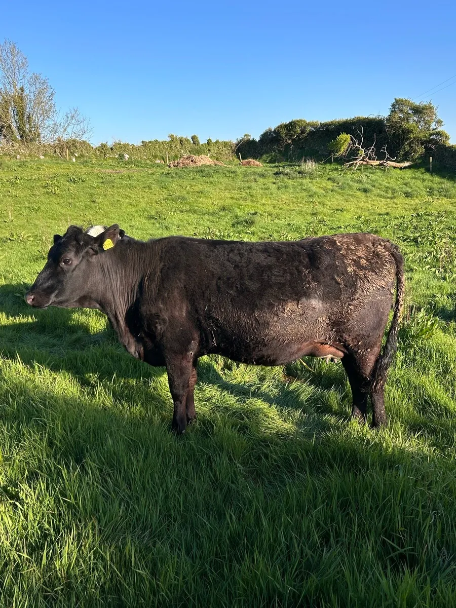 Springer Angus Heifer - Image 4