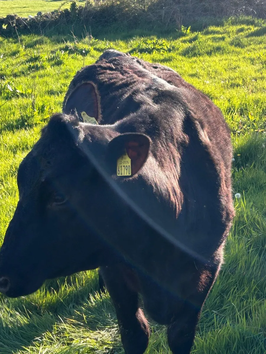Springer Angus Heifer - Image 1