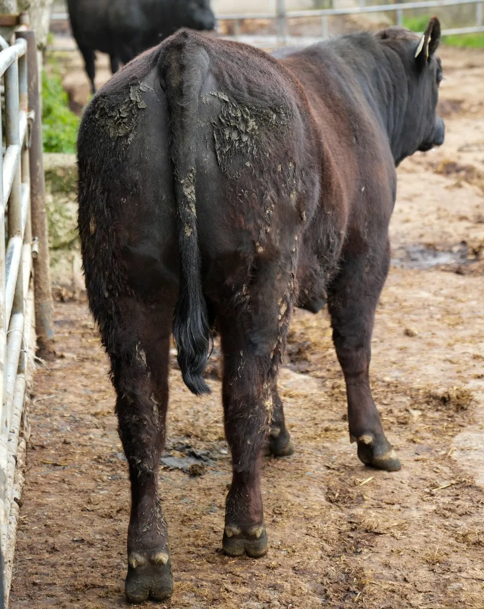 Angus Bulls - Image 2