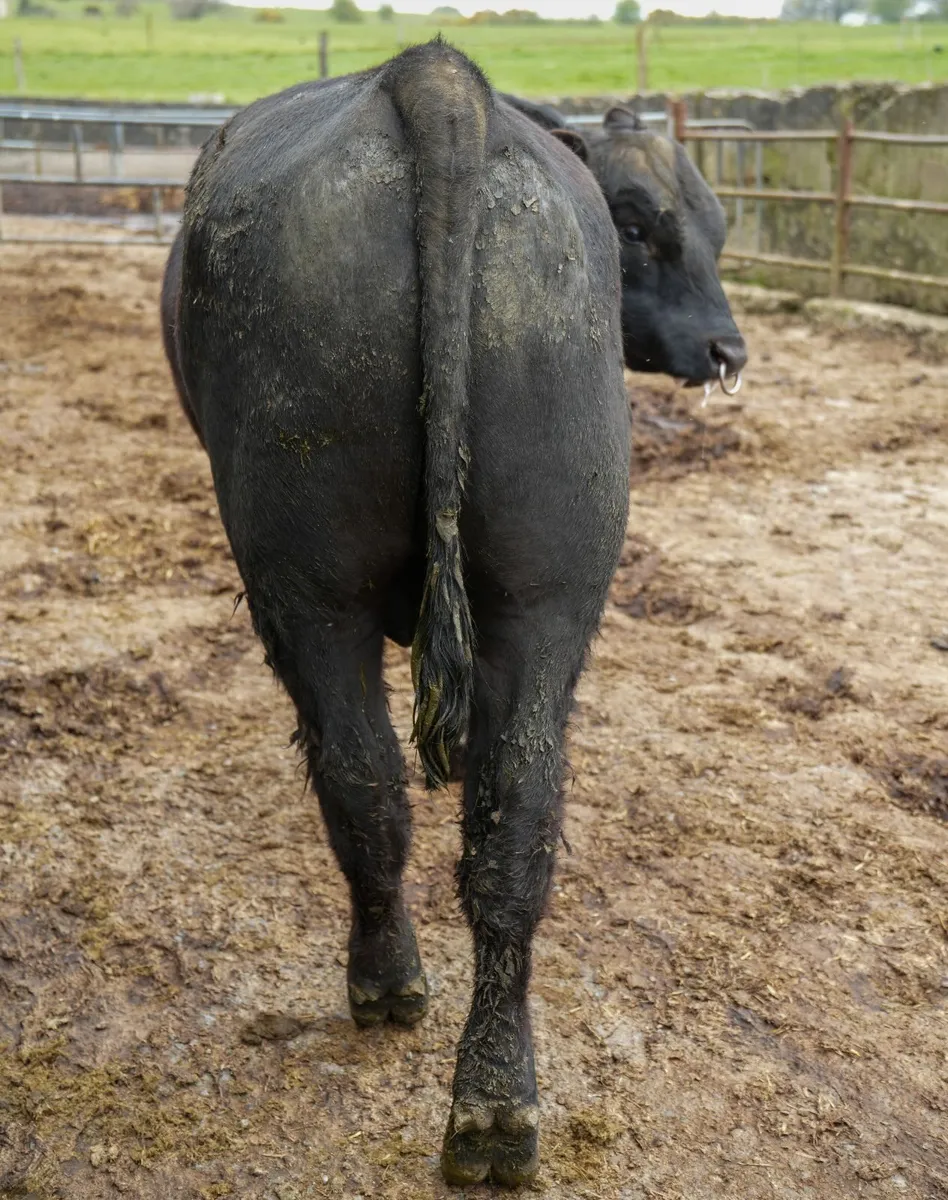 Angus Bulls - Image 3