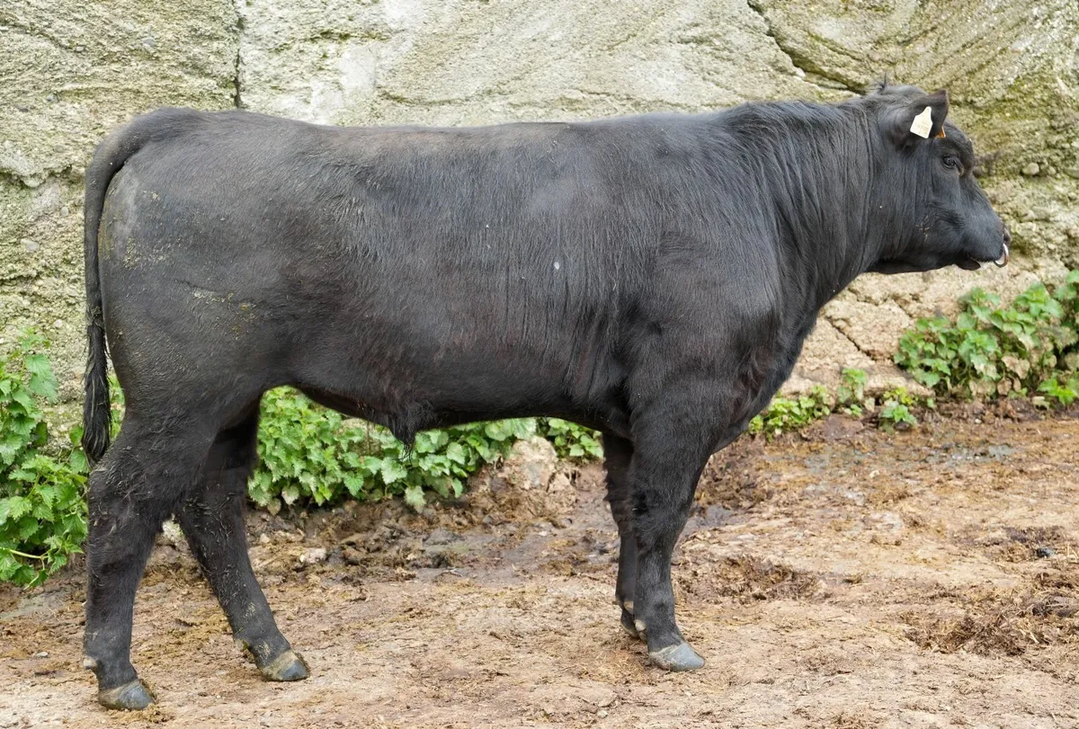 Angus Bulls - Image 4
