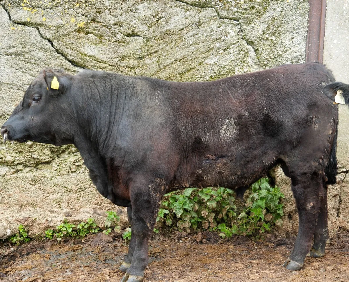 Angus Bulls - Image 1