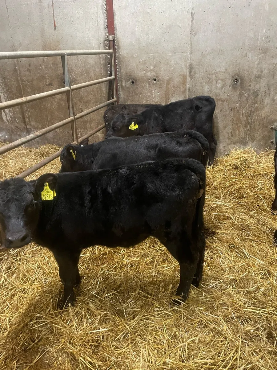 Calves - Image 2