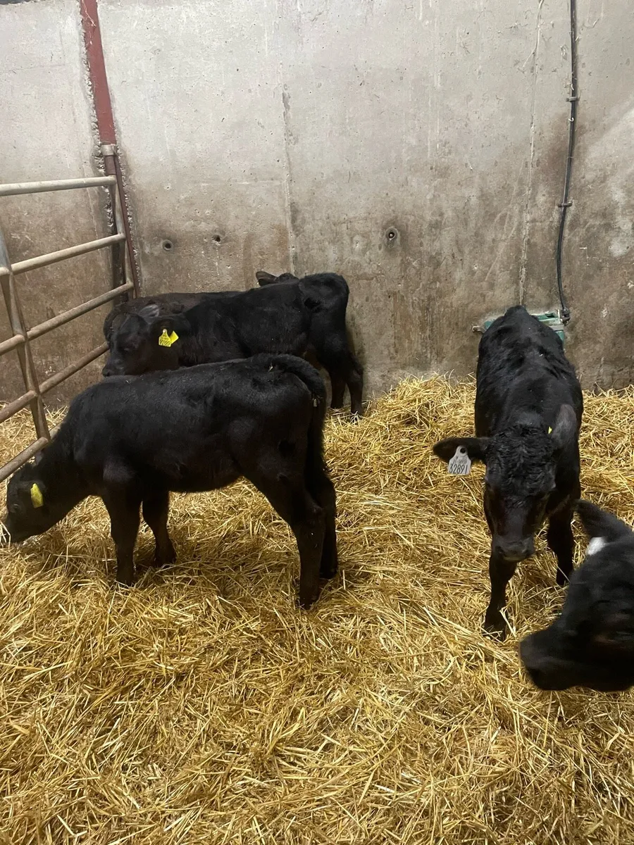 Calves - Image 3