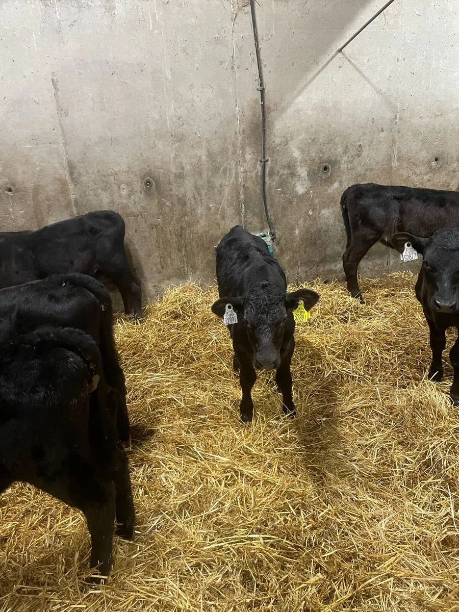 Calves - Image 4