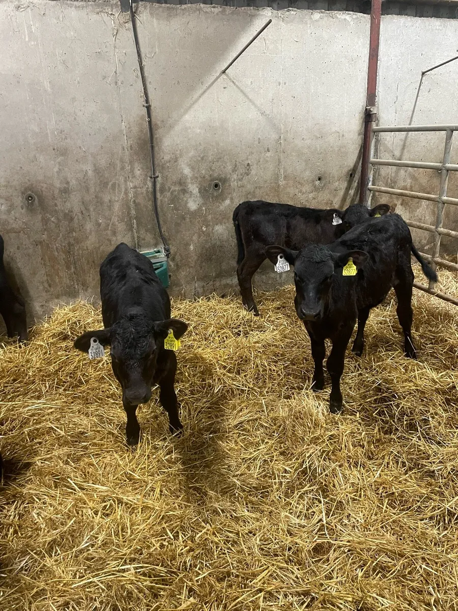 Calves - Image 1