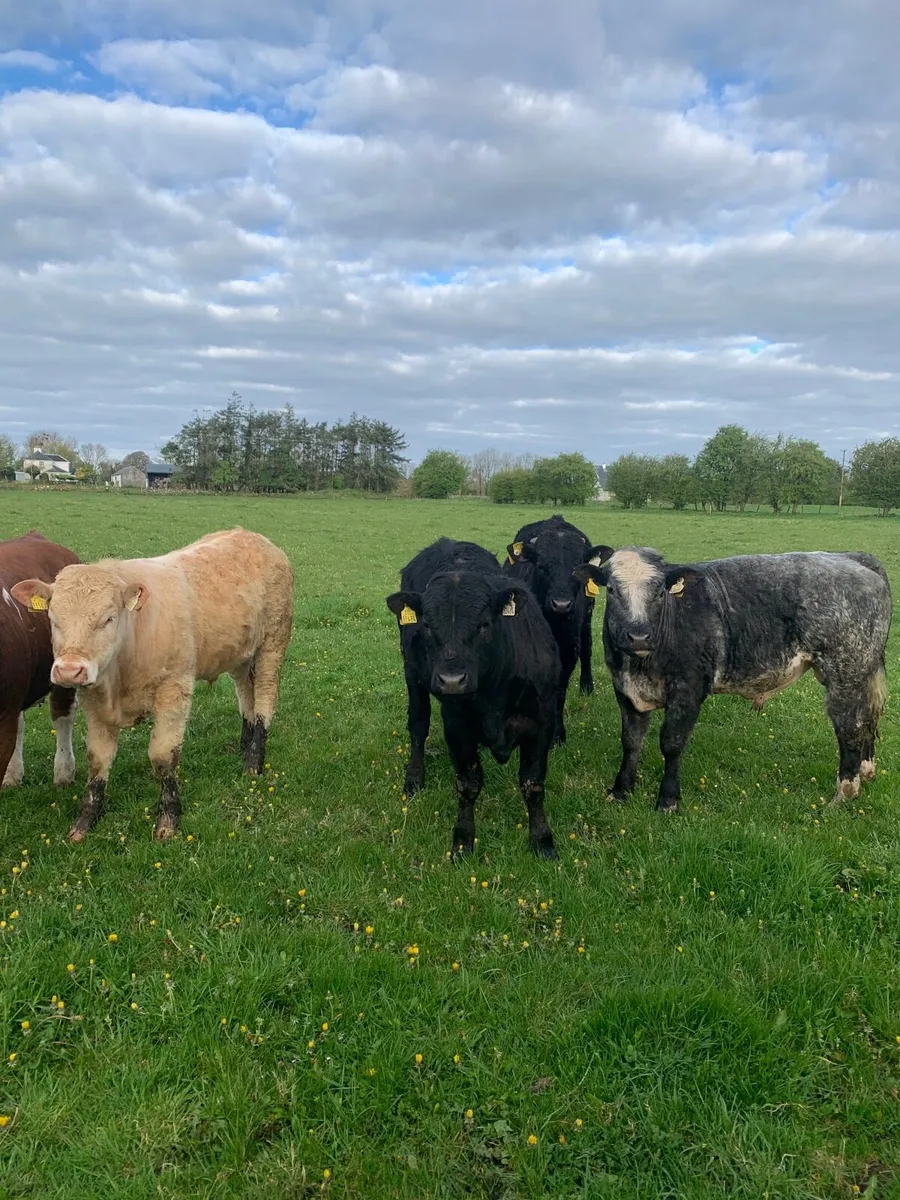 7 Super Store bullocks for sale - Image 4